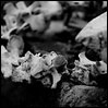 photo title: remains #1